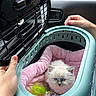 Winston is registered to the contest to win money with this photo: kitten, cat, pet, animal, blue_eyes, fluffy, white_fur, pet_carrier, travel, car, pink_blanket, mint_green, sleeping_area, indoor, hands, transportation, cute, portrait, feline, road_trip