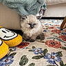 Winston joined the competition — help win amazing prizes! cat, kitten, fluffy, long_hair, blue_eyes, sitting, indoors, blanket, rug, floral_pattern, slipper, furniture, couch, cozy, pet, animal, portrait, cute, home, floor