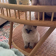Winston is registered to the contest to win money with this photo: kitten, cat, fluffy, blue_eyes, sitting, indoor, wooden_chair, furniture, plush_toy, cow_toy, pitcher, ceramic, blanket, rug, home_decor, cozy, portrait, pet, cute, natural_light