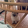 kitten, cat, fluffy, blue_eyes, sitting, indoor, wooden_chair, furniture, plush_toy, cow_toy, pitcher, ceramic, blanket, rug, home_decor, cozy, portrait, pet, cute, natural_light