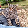 cat, tabby_cat, animal, pet, outdoor, grass, tree, truck_bed, fence, nature, relaxed, fur, whiskers, paw, closeup, mammal, wildlife, daylight, resting, curious