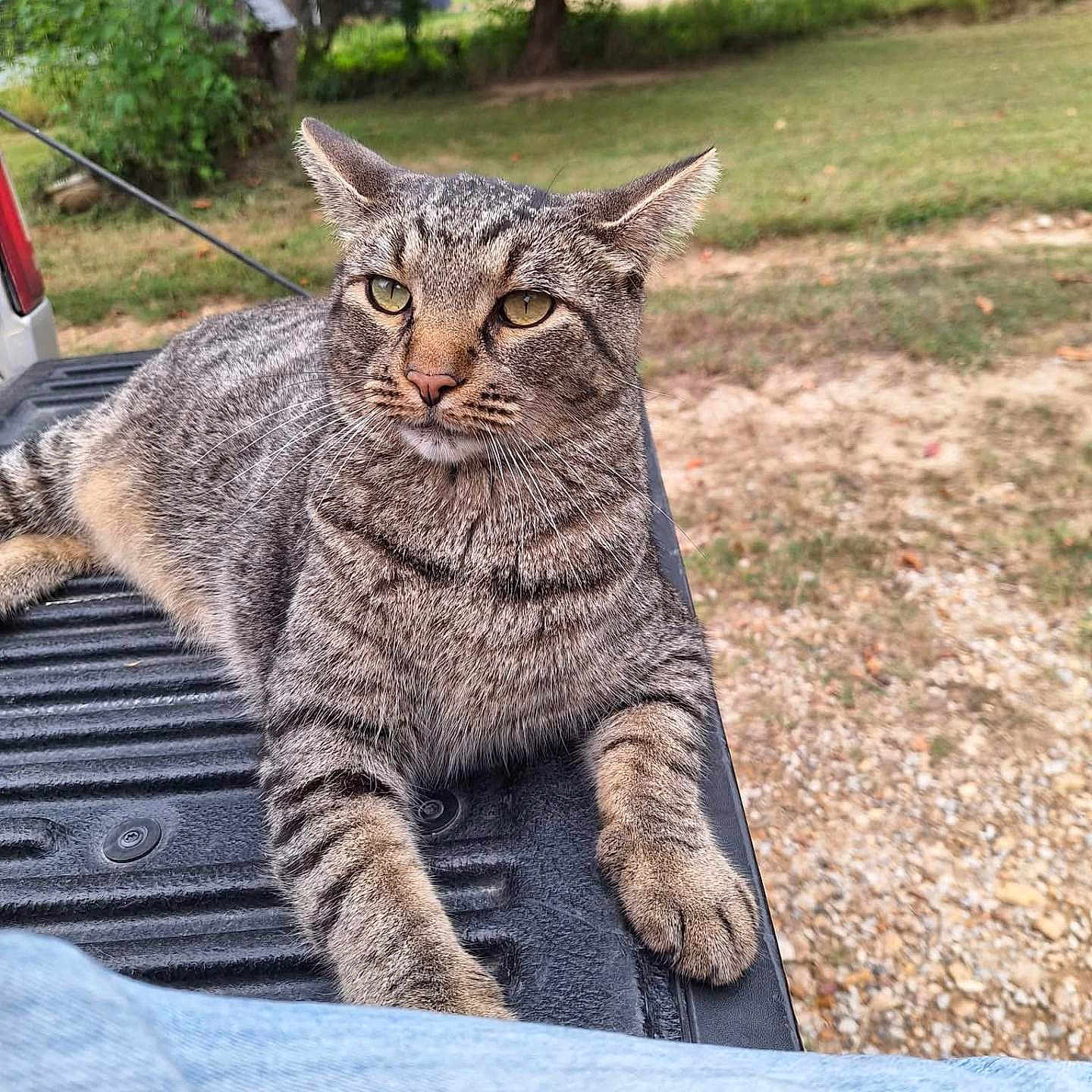 Buster is registered to the contest to win money with this photo: cat, tabby_cat, animal, pet, outdoor, grass, tree, truck_bed, fence, nature, relaxed, fur, whiskers, paw, closeup, mammal, wildlife, daylight, resting, curious