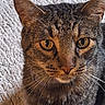 Buster joined the competition — help win amazing prizes! cat, tabby, close_up, amber_eyes, whiskers, fur, pet, animal, indoor, carpet, texture, face, ears, portrait, cute, feline, mammal, domestic_cat, looking, alert