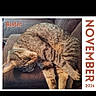 Buster joined the competition — help win amazing prizes! 2026, animal, calendar, cat, closeup, couch, cozy, domestic, fur, furniture, home, indoor, name, november, pet, relaxing, resting, sleeping, tabby_cat, text_overlay
