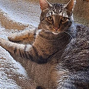 Buster is registered to the contest to win money with this photo: cat, tabby_cat, pet, animal, feline, striped_fur, whiskers, ear, eyes, paws, blanket, texture, relaxed, indoor, cozy, resting, fur, cute, looking_at_camera, domestic_animal