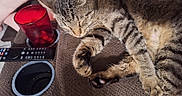 Buster is registered to the contest to win money with this photo: cat, tabby_cat, sleeping, pet, feline, resting, domestic_animal, brown_fur, paw, whiskers, remote_control, cup, red_cup, textured_surface, sofa, human_leg, relaxation, indoor, closeup, comfort