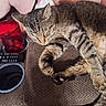 cat, tabby_cat, sleeping, pet, feline, resting, domestic_animal, brown_fur, paw, whiskers, remote_control, cup, red_cup, textured_surface, sofa, human_leg, relaxation, indoor, closeup, comfort