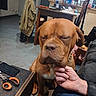 animal, brown_dog, canine, chair, cozy, dog, domestic, floor, furniture, human_interaction, indoor, jacket, person_hand, pet, phone, relaxed, scissors, seated, table, window