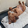 Max participe au concours pour gagner de l'argent avec cette photo : animal, bed, brown_dog, canine, comfort, cushion, cute, dog, domestic_animal, floor, indoor, lying_down, pet, playful, radiator, relaxed, resting, sleepy, tile_floor, wrinkled_skin