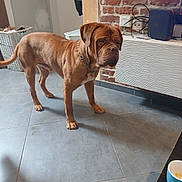 Max a rejoint le concours — aidez-le/la à gagner de superbes lots ! basket, brick_wall, brown_dog, cabinet, canine, collar, cords, cup, dog, domestic_animal, door, floor, furniture, indoor, pet, room, shadow, table, tile_floor, wall_socket