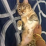 Taro is registered to the contest to win money with this photo: cat, one_eyed_cat, petting, hand, bangles, tabby_cat, lying_down, belly_up, relaxed, indoor, blanket, pattern, blue, white, fur, whiskers, cute, domestic_cat, animal, resting