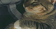 Taro is registered to the contest to win money with this photo: cat, tabby, sleeping, paw, feline, pet, animal, fur, whiskers, relaxed, cozy, resting, indoor, blanket, pattern, cute, mammal, domestic, closeup, peaceful