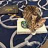 cat, tabby_cat, bed, bedspread, sketchbook, drawing, art_supplies, pencil, marker, acrylic_paint_markers, blue_bedspread, pattern, striped_cat, pet, indoor, resting, feline, animal, cozy, creative_space