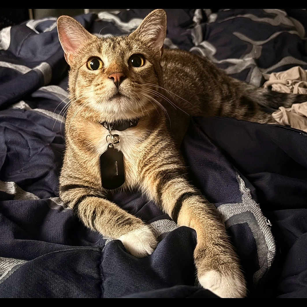 Taro