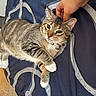 Taro joined the competition — help win amazing prizes! cat, tabby_cat, pet, animal, feline, domestic_cat, paw, collar, hand, blanket, fabric, striped, resting, cute, indoor, comfort, fur, whiskers, relaxed, scratching
