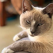 Peanut is registered to the contest to win money with this photo: cat, siamese_cat, feline, pet, animal, relaxed, close_up, fur, whiskers, ears, paw, indoor, soft_light, portrait, cute, mammal, domestic_animal, resting, laying_down, focus