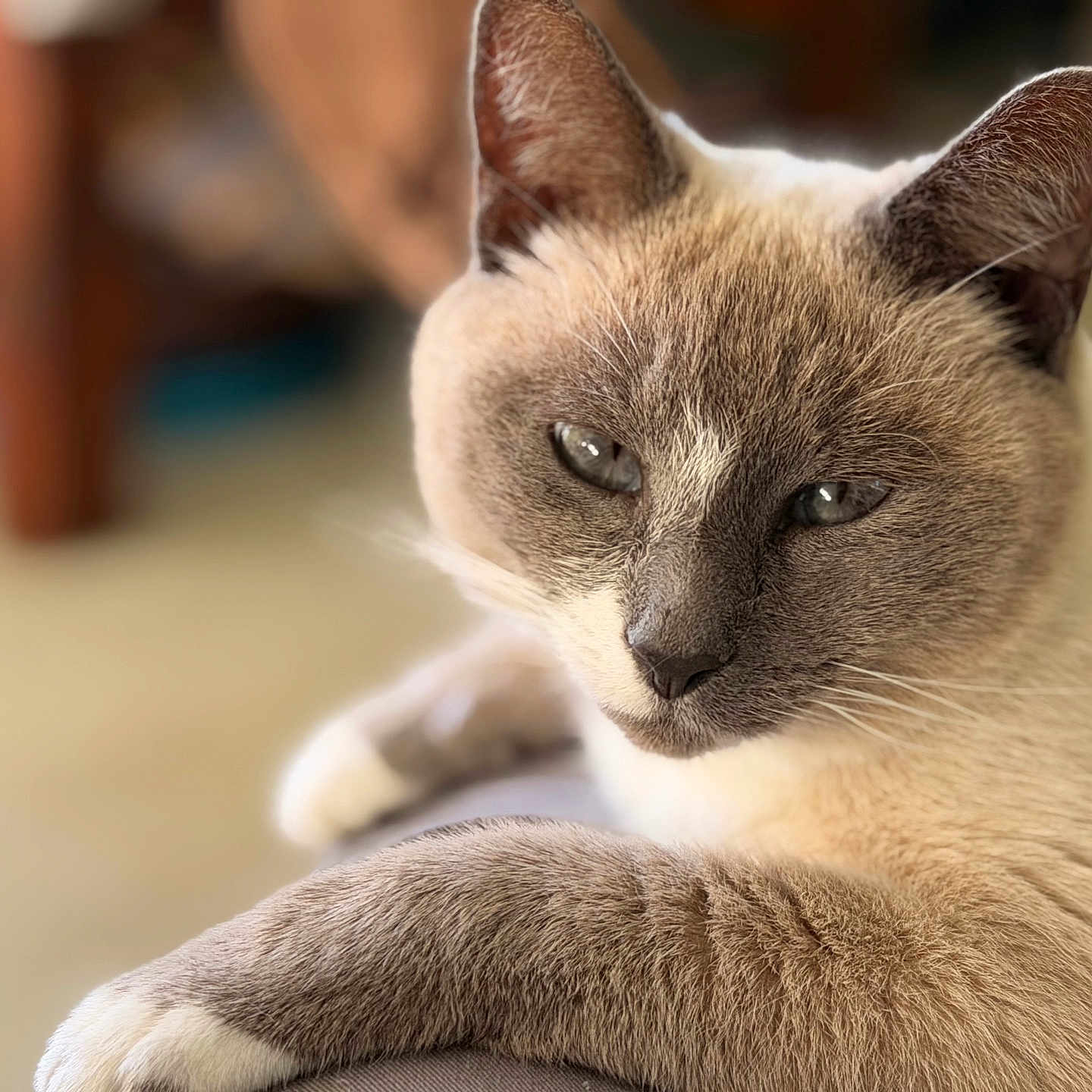 Peanut is registered to the contest to win money with this photo: animal, cat, close_up, cute, domestic_animal, ears, feline, focus, fur, indoor, laying_down, mammal, paw, pet, portrait, relaxed, resting, siamese_cat, soft_light, whiskers