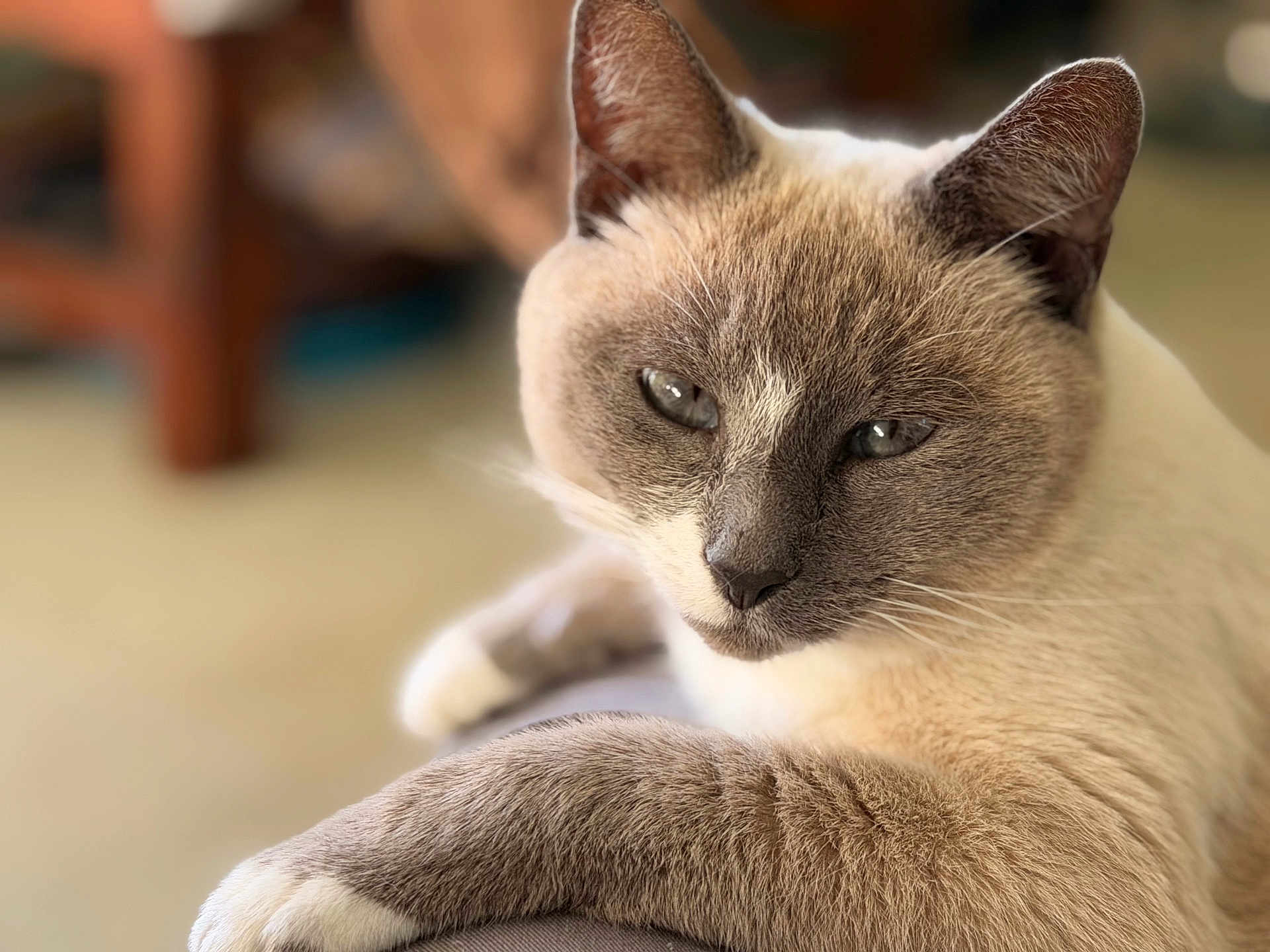 Peanut is registered to the contest to win money with this photo: cat, siamese_cat, feline, pet, animal, relaxed, close_up, fur, whiskers, ears, paw, indoor, soft_light, portrait, cute, mammal, domestic_animal, resting, laying_down, focus