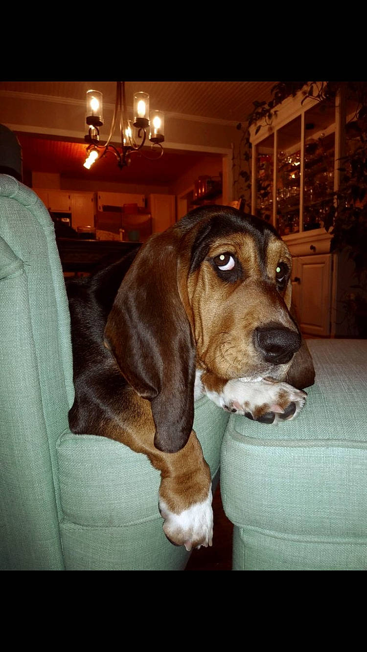 Booker is registered to the contest to win money with this photo: basset_artesien_normand, basset_hound, bavarian_mountain_hound, bracco_italiano, canidae, carnivore, coonhound, dog, dog_breed, ear, estonian_hound, hound, mammal, rare_breed_dog, scent_hound, schweizer_laufhund, snout, sporting_group, treeing_walker_coonhound, vertebrate