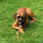 Arwen a rejoint le concours — aidez-le/la à gagner de superbes lots ! dog, boxer, brown_dog, grass, outdoor, pet, animal, lying_down, cork, nature, summer, green, canine, muzzle, ears, paw, relaxed, waiting, playful, portrait