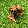 dog, boxer, brown_dog, grass, outdoor, pet, animal, lying_down, cork, nature, summer, green, canine, muzzle, ears, paw, relaxed, waiting, playful, portrait