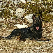 Voyou a rejoint le concours — aidez-le/la à gagner de superbes lots ! alert, animal, canine, daylight, dog, ears, fur, german_shepherd, grass, ground, happy, lying_down, moss, nature, outdoor, pet, play, rocks, tongue_out, wildlife