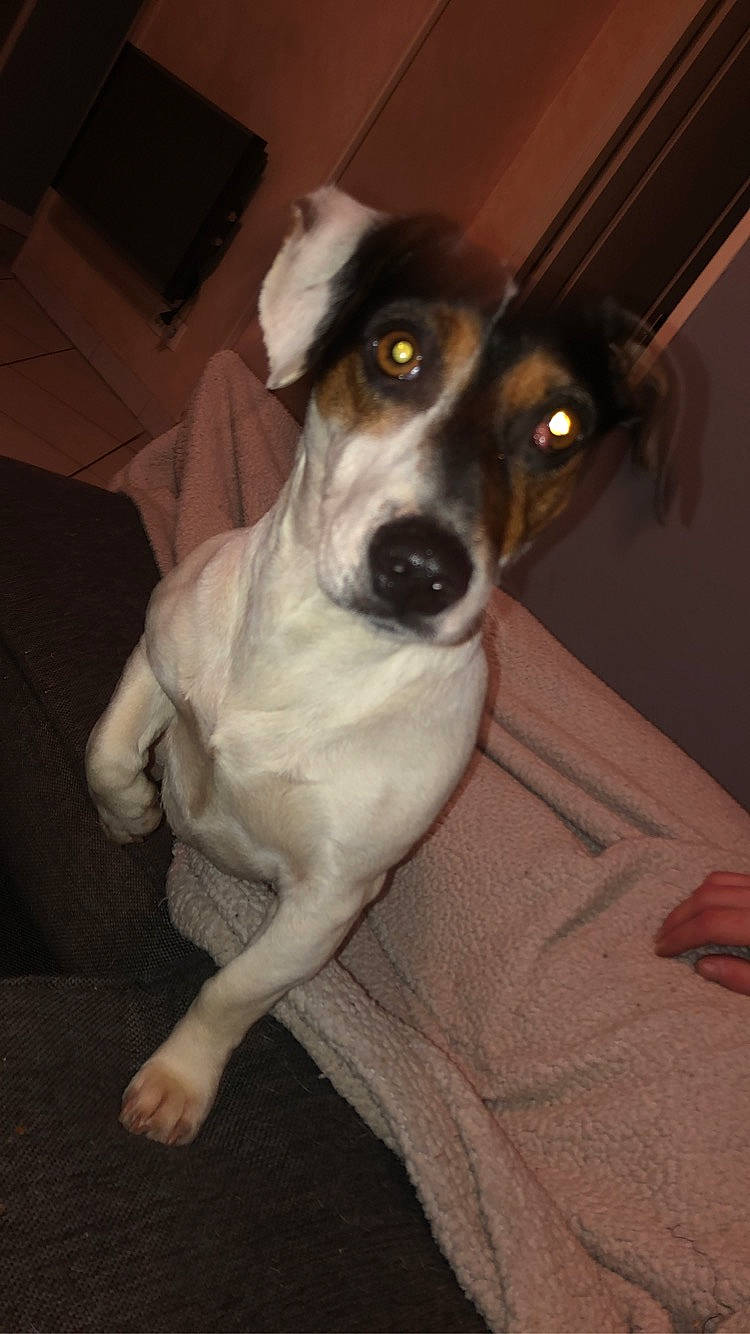 Jenny a rejoint le concours — aidez-le/la à gagner de superbes lots ! brazilian_terrier, canidae, carnivore, chilean_fox_terrier, companion_dog, danish_swedish_farmdog, dog, dog_breed, feist, fox_terrier, japanese_terrier, mammal, miniature_fox_terrier, rat_terrier, ratonero_bodeguero_andaluz, smooth_fox_terrier, snout, teddy_roosevelt_terrier, tenterfield_terrier, vertebrate