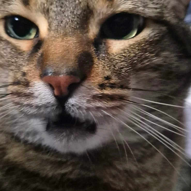Dani