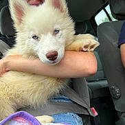 Stormy participe au concours pour gagner de l'argent avec cette photo : blue_eyes, canine, car_interior, casual_clothing, close_up, comfort, companion, cuddling, daylight, dog, domestic_animal, fluffy, human_arm, pet, puppy, resting, seatbelt, travel, vehicle_seat, white_fur