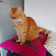 Sniper a rejoint le concours — aidez-le/la à gagner de superbes lots ! cat, orange_tabby, fluffy_tail, cushion, pink_cushion, indoor, pet, feline, fur, sitting, attentive, home, decor, comfort, animal, whiskers, ears, paws, collar, domestic_cat