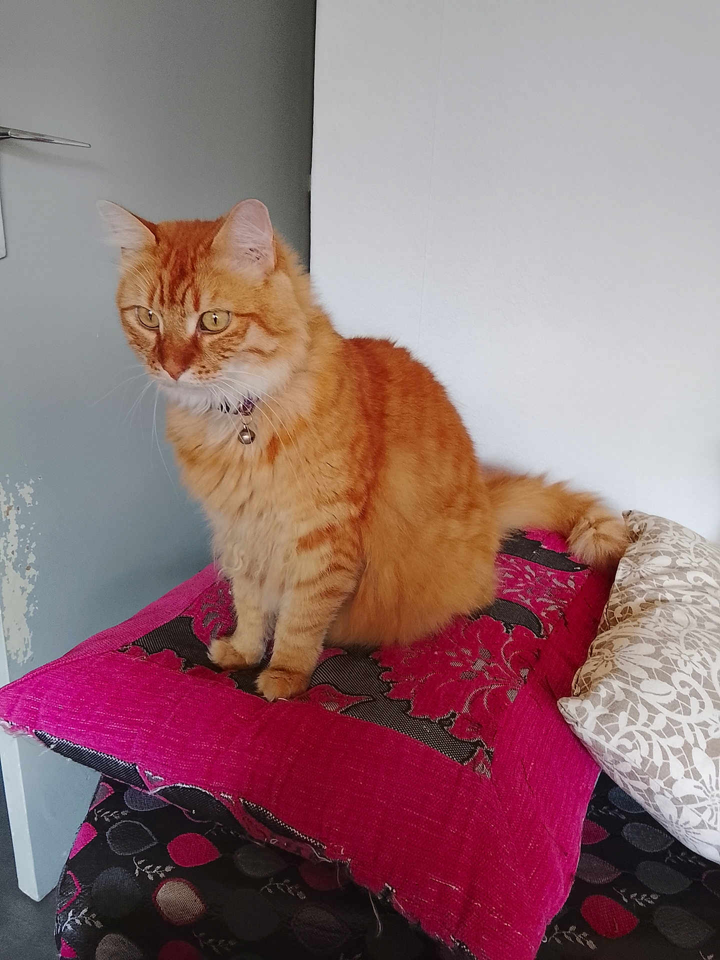 Sniper a rejoint le concours — aidez-le/la à gagner de superbes lots ! cat, orange_tabby, fluffy_tail, cushion, pink_cushion, indoor, pet, feline, fur, sitting, attentive, home, decor, comfort, animal, whiskers, ears, paws, collar, domestic_cat