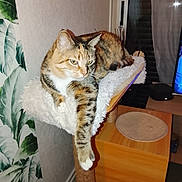 Veronique Lesourd participe au concours pour gagner de l'argent avec cette photo : animal, cat, cozy, curtain, domestic, feline, fur, furniture, home, indoor, living_room, paw, perch, pet, relaxed, resting, tabby, television, wallpaper, wood