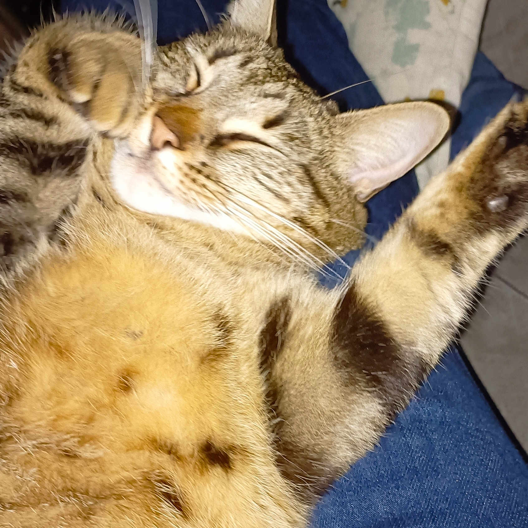 Rosie a rejoint le concours — aidez-le/la à gagner de superbes lots ! abyssinian, animal, armchair, bodypart, cat, chair, couch, egyptiancat, furniture, kitten, manx, mouth, person, pet, siamese, sleeping