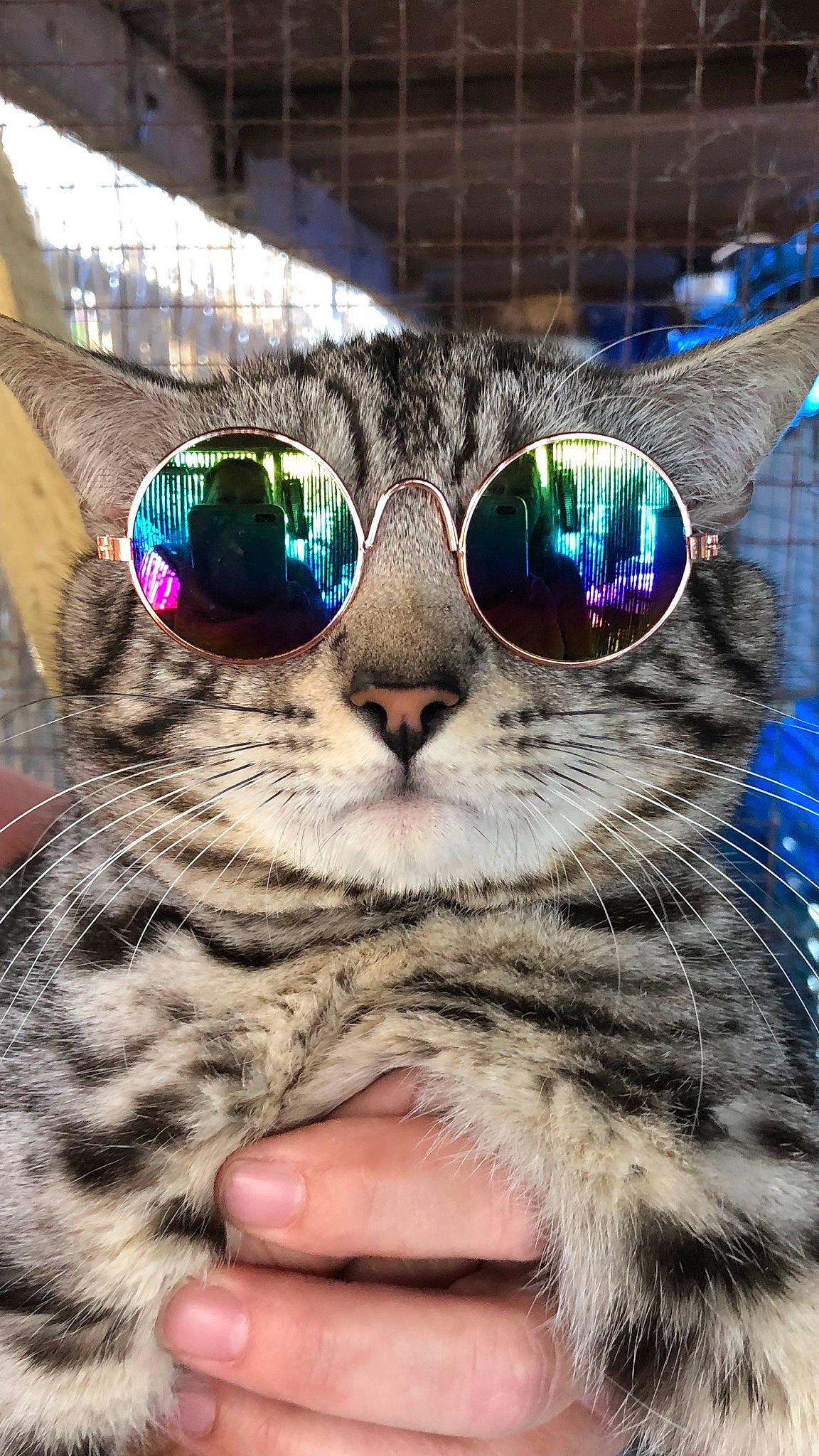 Shadow joined the competition — help win amazing prizes! carnivore, cat, close_up, cool, domestic_short_haired_cat, european_shorthair, eye, eyewear, felidae, fur, glasses, nose, photography, small_to_medium_sized_cats, snapshot, snout, sunglasses, tabby_cat, vision_care, whiskers