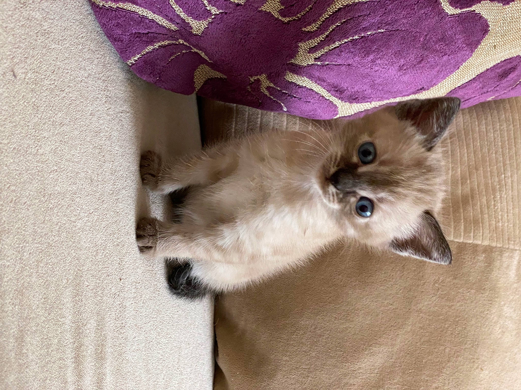 Lunar is registered to the contest to win money with this photo: asian, balinese, birman, burmese, carnivore, cat, fawn, felidae, himalayan, kitten, mammal, ragamuffin, ragdoll, siamese, small_to_medium_sized_cats, snout, thai, tonkinese, whiskers