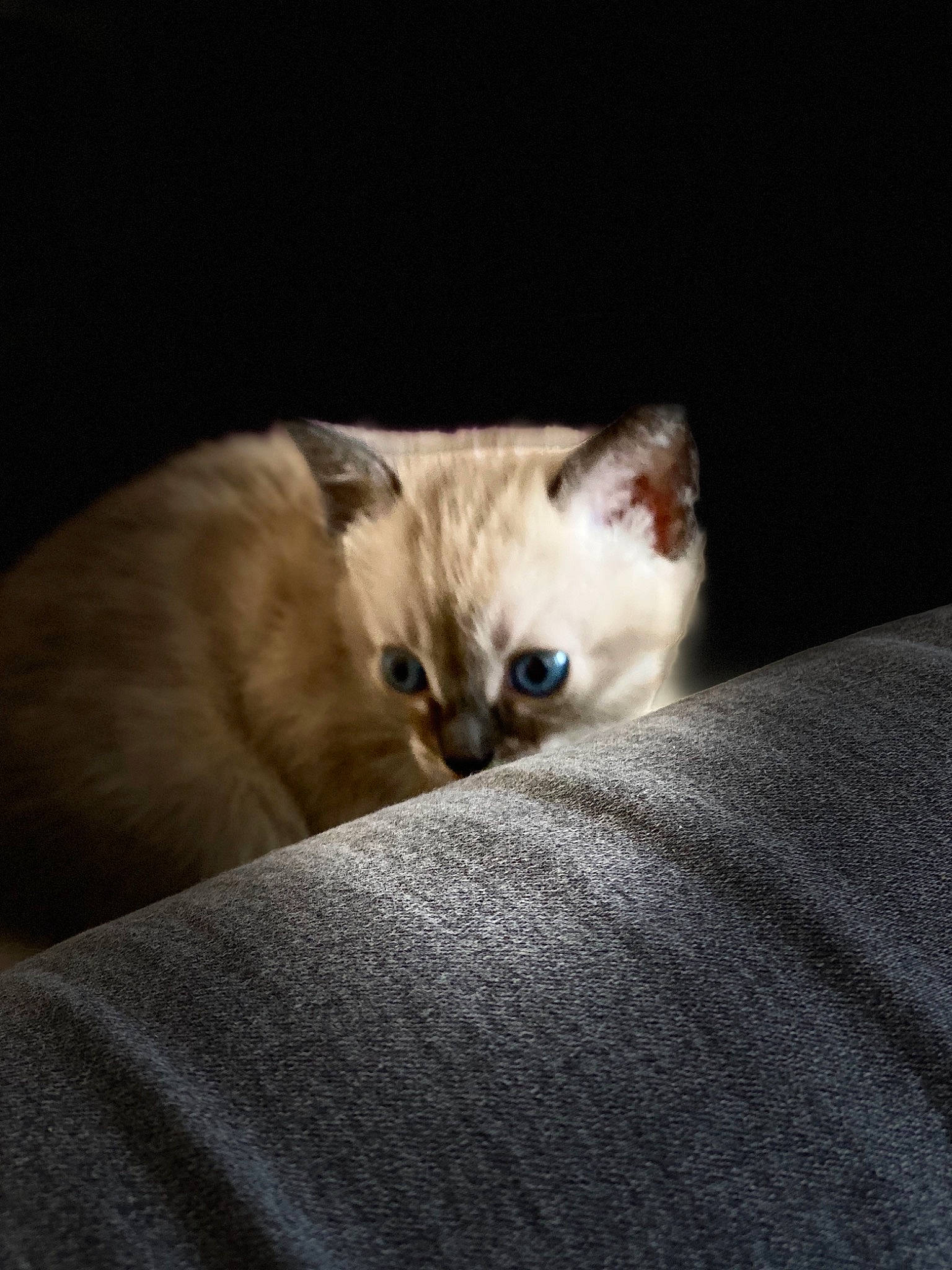 Lunar is registered to the contest to win money with this photo: asian, australian_mist, british_shorthair, burmilla, carnivore, cat, colorpoint_shorthair, domestic_short_haired_cat, ear, european_shorthair, eye, fawn, felidae, kitten, mammal, ojos_azules, singapura, small_to_medium_sized_cats, snout, whiskers