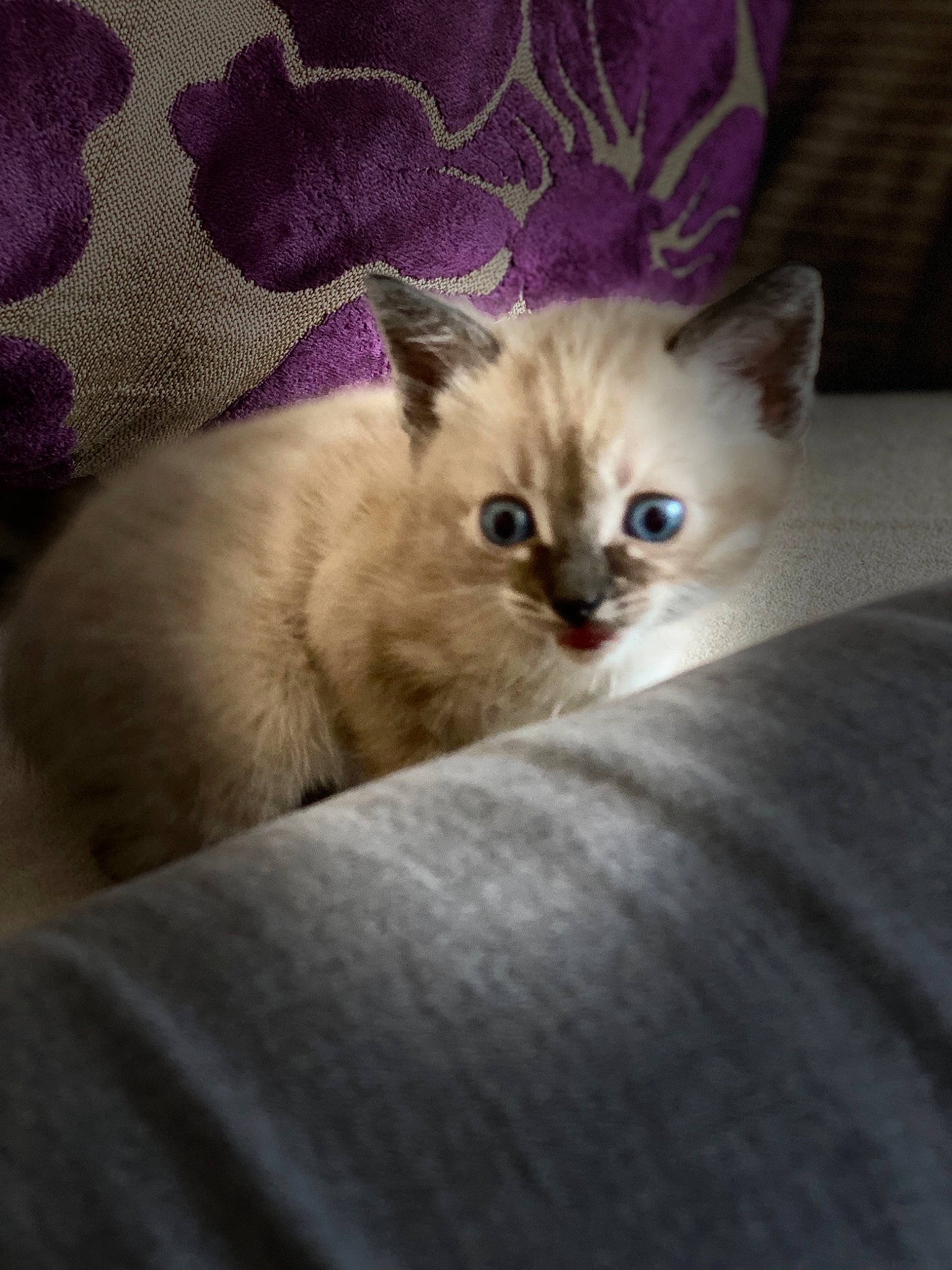 Lunar joined the competition — help win amazing prizes! asian, british_shorthair, burmilla, carnivore, cat, colorpoint_shorthair, domestic_short_haired_cat, european_shorthair, eye, fawn, felidae, kitten, mammal, munchkin, ojos_azules, ragdoll, small_to_medium_sized_cats, thai, vertebrate, whiskers