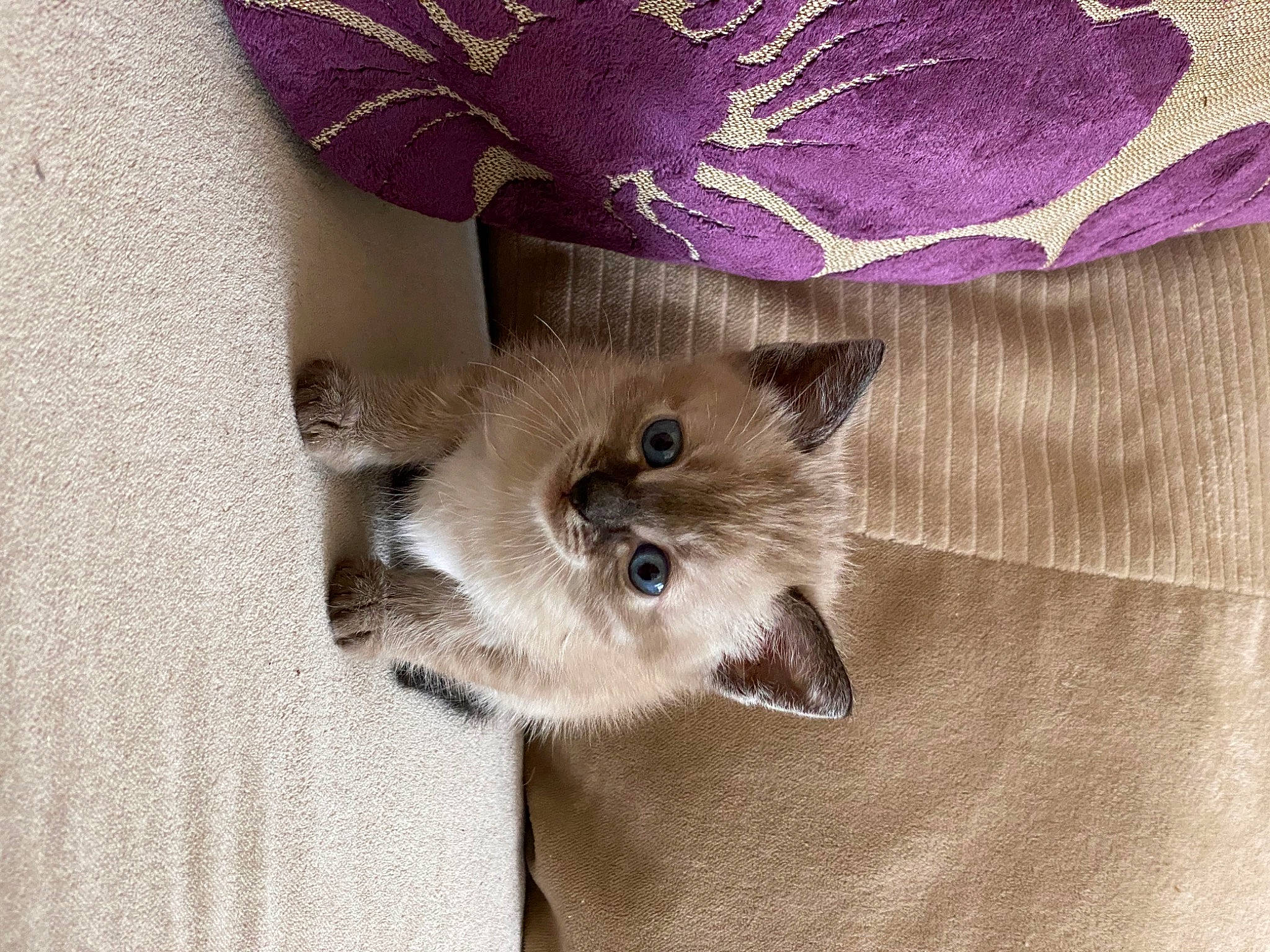 Lunar joined the competition — help win amazing prizes! balinese, birman, carnivore, cat, fawn, felidae, fur, himalayan, kitten, mammal, ragamuffin, ragdoll, siamese, small_to_medium_sized_cats, thai, whiskers