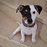 puppy, dog, pet, animal, stairs, indoor, portrait, sitting, floppy_ears, black_and_white, brown_markings, collar, cute, adorable, short_hair, front_view, looking_at_camera, home, tile, photography