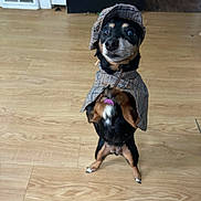 Molly joined the competition — help win amazing prizes! dog, small_dog, pet, canine, indoor, wooden_floor, costume, hat, cape, standing, alert, black_and_tan, flooring, home_interior, animal, cute, portrait, looking_up, clothing, playful