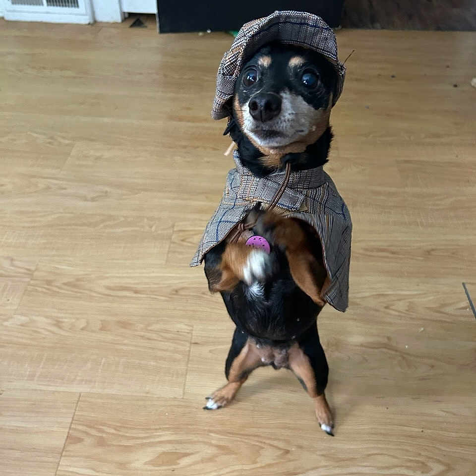 Molly joined the competition — help win amazing prizes! dog, small_dog, pet, canine, indoor, wooden_floor, costume, hat, cape, standing, alert, black_and_tan, flooring, home_interior, animal, cute, portrait, looking_up, clothing, playful