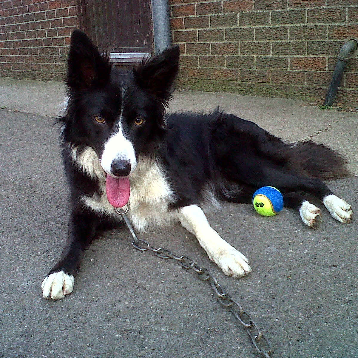 Lucy is registered to the contest to win money with this photo: australian_collie, border_collie, canidae, carnivore, collie, companion_dog, dog, dog_breed, english_shepherd, herding_dog, karelian_bear_dog, mammal, mcnab, russo_european_laika, snout, sporting_group, vertebrate, welsh_sheepdog, working_dog