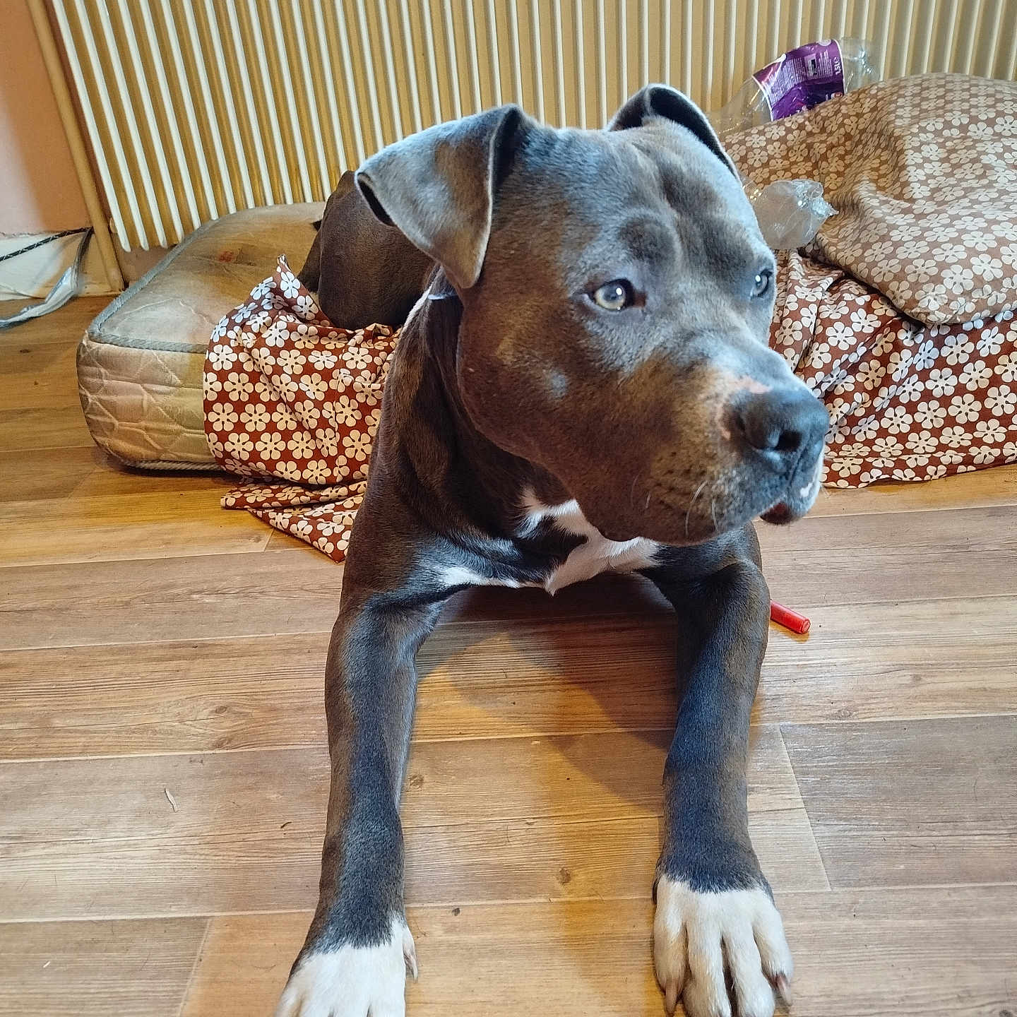 Tayko a rejoint le concours — aidez-le/la à gagner de superbes lots ! animal, bed, blanket, brown, canine, cozy, dog, domestic_animal, ears, flooring, furniture, indoor, looking_away, nails, paws, pet, resting, snout, white, wooden_floor