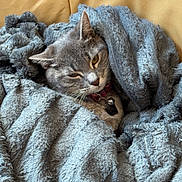 Miia participe au concours pour gagner de l'argent avec cette photo : animal, blanket, cat, collar, comfortable, couch, cozy, cute, domestic_cat, feline, fluffy, fur, gray_cat, indoor, leather_couch, pet, relaxed, resting, whiskers, wrapped