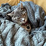 animal, blanket, cat, collar, comfortable, couch, cozy, cute, domestic_cat, feline, fluffy, fur, gray_cat, indoor, leather_couch, pet, relaxed, resting, whiskers, wrapped