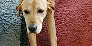 Argos is registered to the contest to win money with this photo: dog, canine, pet, stretching, carpet, indoor, brown_dog, paws, fur, animal, mammal, floor, relaxed, household, closeup, companion, domestic, cute, friendly, resting