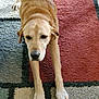 dog, canine, pet, stretching, carpet, indoor, brown_dog, paws, fur, animal, mammal, floor, relaxed, household, closeup, companion, domestic, cute, friendly, resting