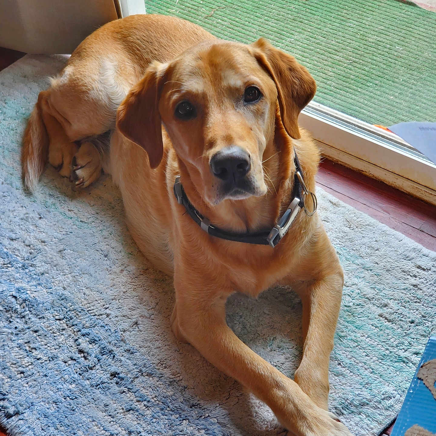 Argos