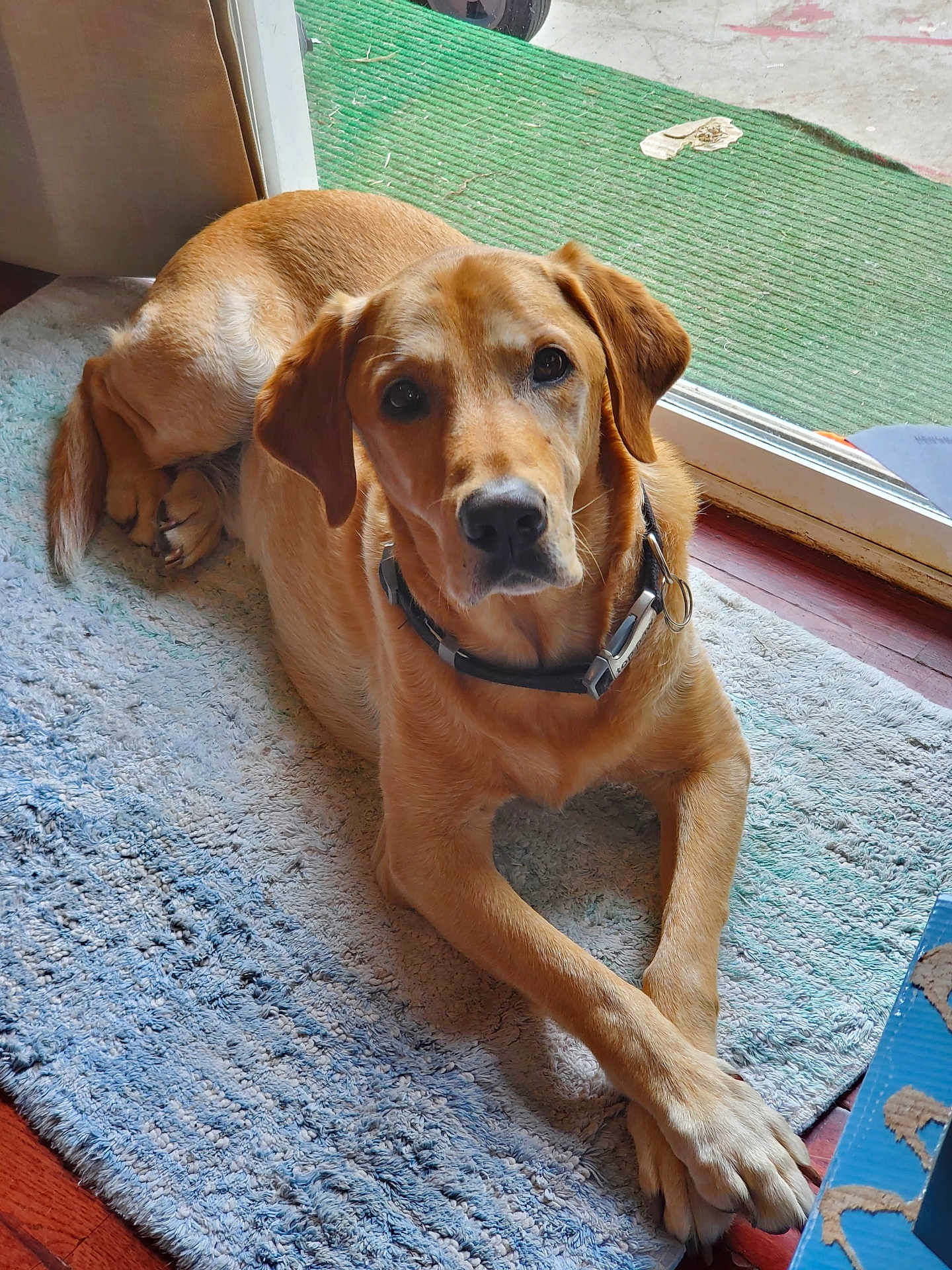 Argos