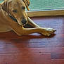 dog, golden_retriever, pet, indoor, wooden_floor, paws, crossed_paws, relaxed, window, glass_door, collar, animal, canine, laying_down, domestic_animal, fur, side_view, quiet, calm, home